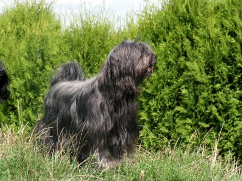 Tibet Terrier Hündin Pemba Lamleh von Nama-schu auf dem Berg