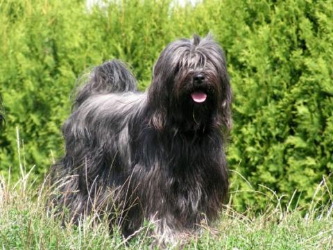 Tibet Terrier Hündin Pemba mit 4 Jahren