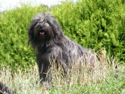 Tibet Terrier "Pemba Lamleh von Nama-schu" auf Ihrem Lieblingsplatz