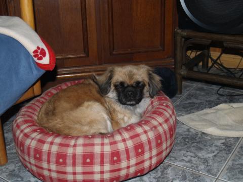 Tibet Spaniel Momo