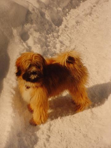 Tibet Terrier Tang-la-Su Fabia, unsere Julie mit 7 Monaten