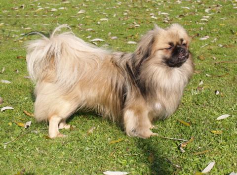 Tibet Spaniel El-Ricco vom Tibetdrachen