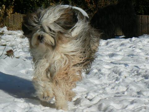 Schnee macht  unseren Tibet  Terrier Spaß