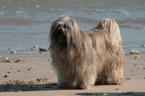 Tibet Terrier Chihosang Bayuscha , hier im Alter von 12 Jahren