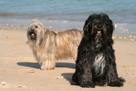 Tibet Terrier Chihosang Bayuscha mit Tochter Chihosang Lha-khyi-mo