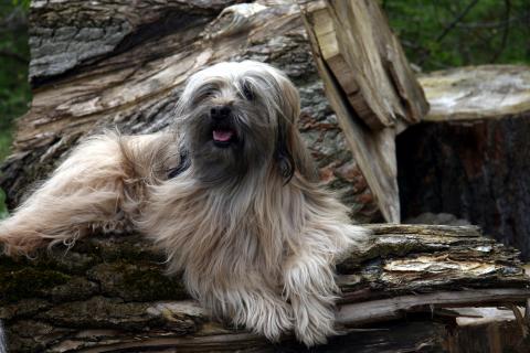 Tibet Terrier Chihosang Bayuscha, 13 Jahre alt