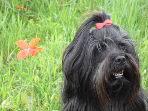 Tibet Terrier Chihosang Dhanya