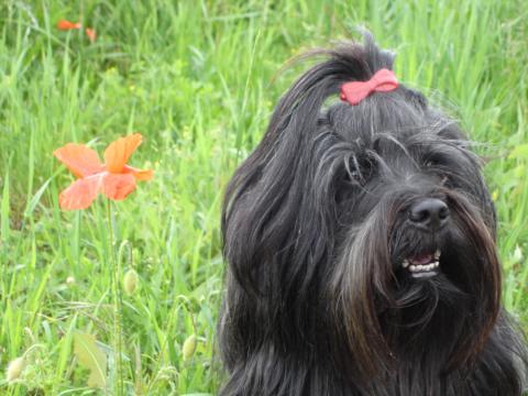 Tibet Terrier Chihosang Dhanya