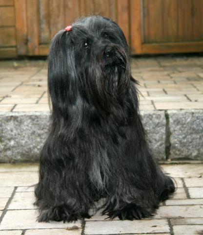 Tibet Terrier Chihosang Dhanya hier im Alter von 14 Jahren