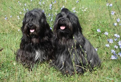 Tibet Terrier Chihosang Dhanya mit Halbschwester Chihosang Lha-khyi-mo