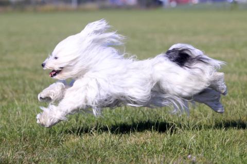 Tibet Terrier Khyi-mo bzw. Flockes Lieblingssport: Rennen