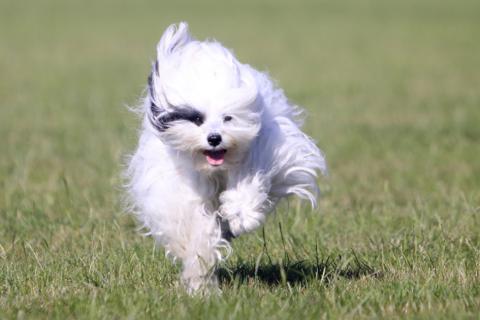 Tibet Terrier mit viel Temperament hallo, hier kommt Flocke!