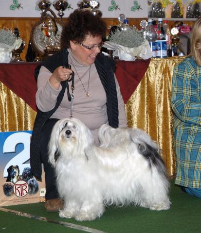 Tibet Terrier Chihosang Khyi-mo Ausstellung Veteranenklasse Alter 11 Jahre