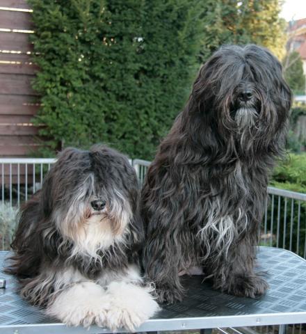 Tibet Terrier Chihosang Lha-khyi-mo mit Tochter Chihosang Raja