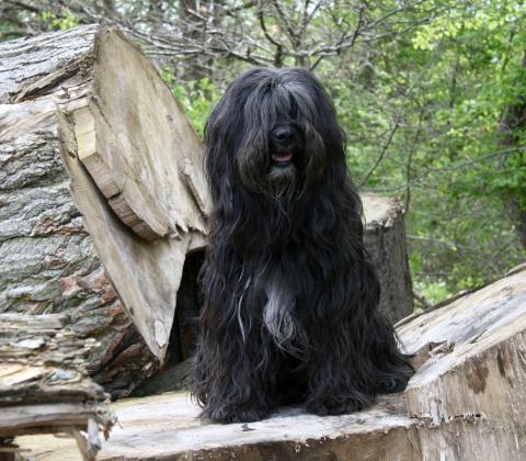 Tibet Terrier Chihosang Lha-khyi-mo