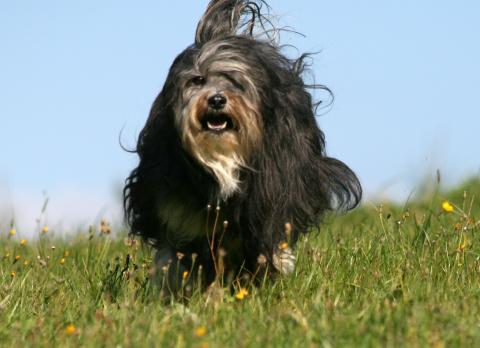 Tibet Terrier Chihosang Raja im Sprint 