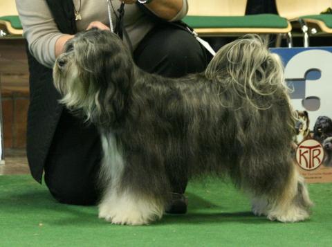 Tibet Terrier Chihosang Raja