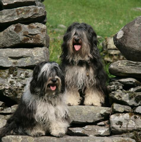 Tibet Terrier Chihosang Raja mit Tochter Chihosang V'Sitha