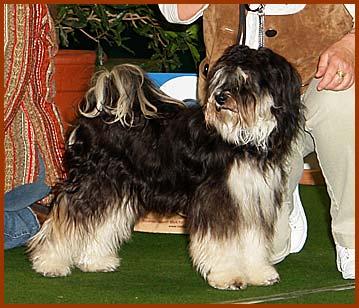 Tibet Terrier Chihosang Raja in der Jugendklasse