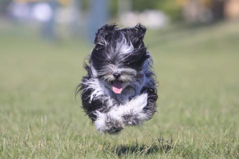 Tibet Terrier Chihosang V'Sitha unser Wirbelwind.