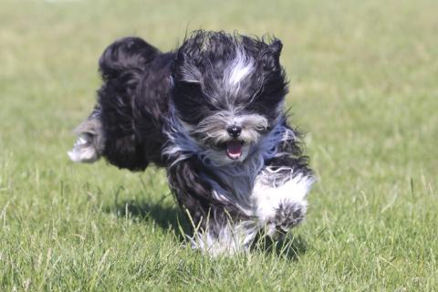 Tibet Terrier Chihosang Sitha, Lieblingsbeschäftigung : Rennen