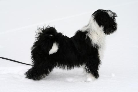 Tibet Terrier Chihosang V'Sitha Jugendfoto im Schnee.