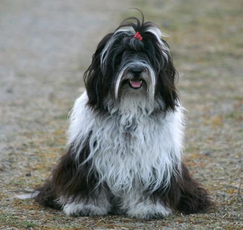 Tibet Terrier Chihosang V'Sitha