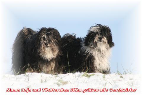 Tibet Terrier Chihosang V'Sitha mit Mama Raja