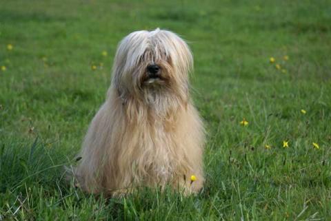 Tibet-Terrier Hündin Tun-Huang Indrajatra im Alter von 12 Jahren