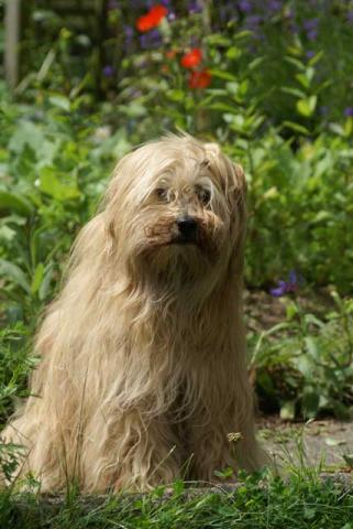 Tibet-Terrier Hündin Tun-Huang Indrajatra im Alter von 14 Jahren