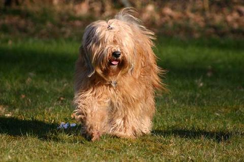 Tibet-Terrier Hündin Srinagar Danda Bya-ra im Alter von 4 Jahren