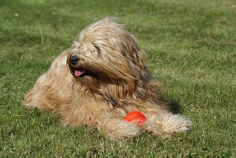 Tibet-Terrier Hündin Srinagar Danda Bya-ra, 4 Jahre alt, mit Bällchen