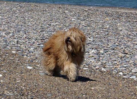 Tibet-Terrier Hündin Srinagar Danda Bya-ra im Urlaub am Strand