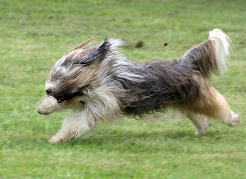 Tibet-Terrier Hündin Srinagar Danda Da-cha Milica: Rennen macht Spaß!