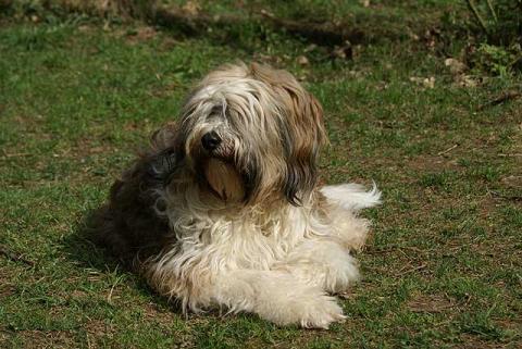 Tibet-Terrier Hündin Srinagar Danda Da-cha Milica genießt die ersten Sonnenstrahlen im Frühling