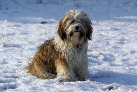 Tibet-Terrier Hündin Srinagar Danda Da-cha Milica im Schnee, 1 Jahr alt