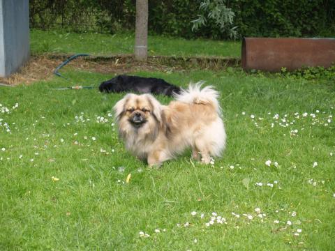 Tibet Spaniel im Garten