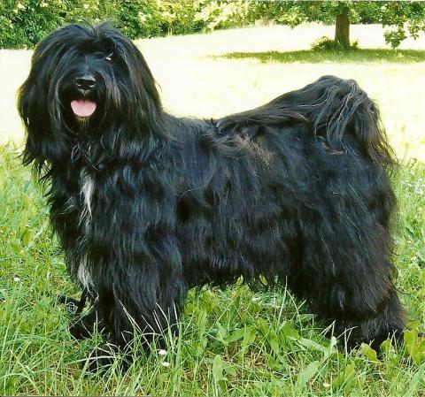 Tibet Terrier Hündin, Mutter von Tashi - Mani Bensa von Kirata