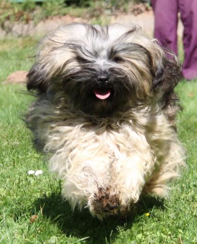 Tibet Terrier Hündin X´Tashi Khyil von Kirata in action