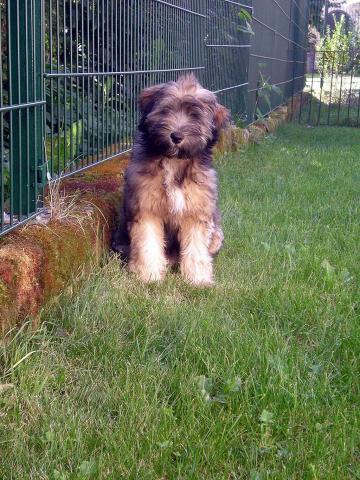 Tibet Terrier Hündin Nan-dari Lamleh von Nama-schu