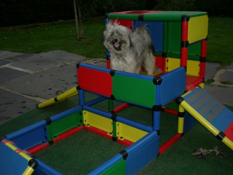 Tibet Terrier Hündin Nan-dari Lamleh von Nama-schu/ das ist mein Haus