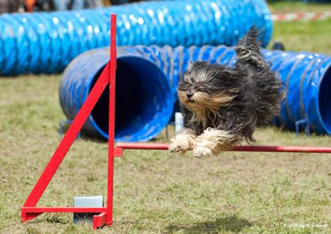 Iwan vom Herzberg (Bruno) beim Agility