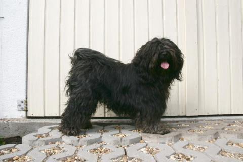 Tibet Terrier Chihosang U'Jowo zu Hause