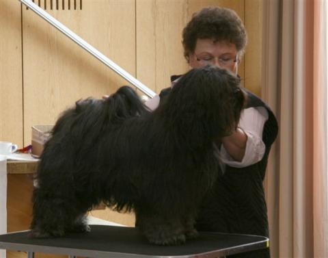 Tibet Terrier Chihosang U'Jowo mit Züchterfrauchen in Grasellenbach 2012