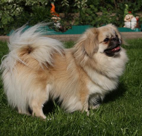 Therapiehund Tibet Spaniel Bobo Servicedog Canis Primus