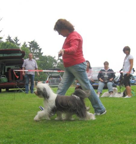 Tibet Terrier Chaya bei ihrer Ankörung