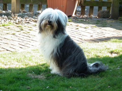 Tibet Terrier Chaya im Garten