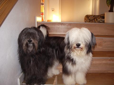 Tibet Terrier Chaya mit Mami Njilam 