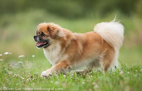 Tibet Spaniel Main Shan Ku Fuchur laufend