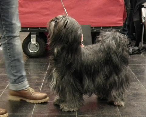 Tibet Terrier Hündin vom verlorenen Tal: Mo, 3,5 Jahre alt